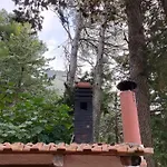 Calici * Pioppo